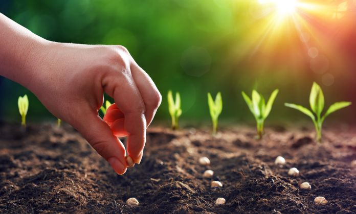 Growing plants on world water day