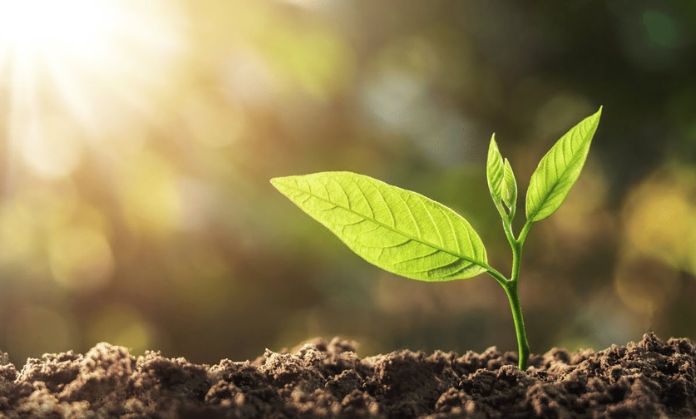 The plant is receiving photosynthesis with the help of natural light.