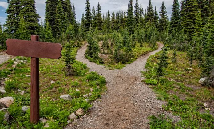 forests has  muddy road.