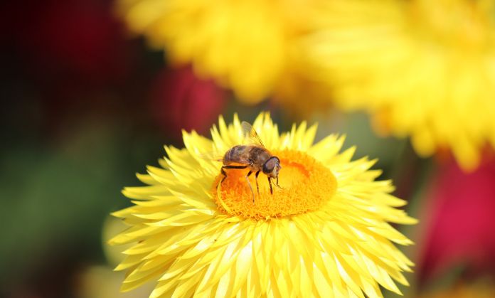 Grow Native plants on World Bee Day