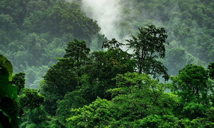History of World Forest Day
