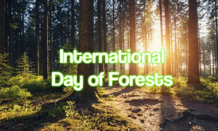 International World Forest Day