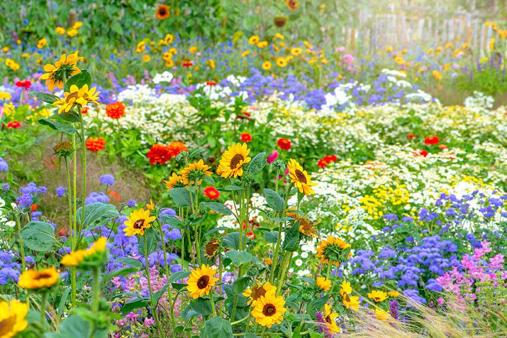 many colors of flowers in the garden