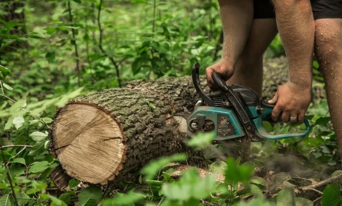 men are cutting the trees.