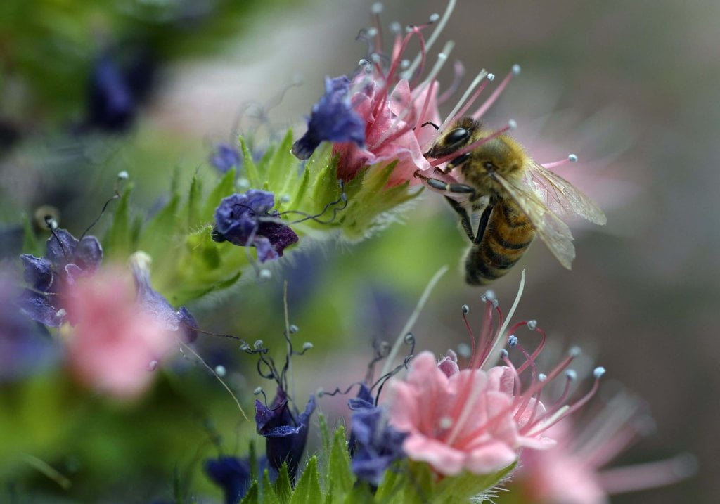 bee sit on the flower