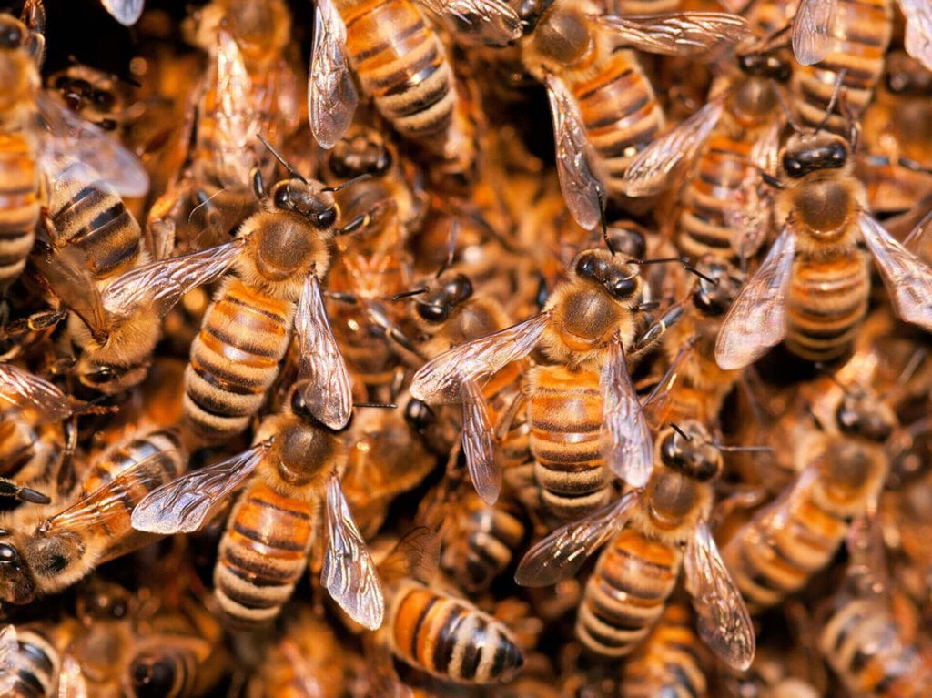 many bees together