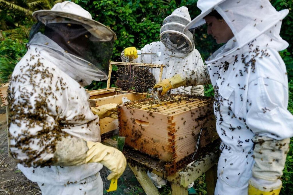 Beekeepers open the bee house