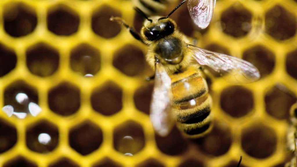 yellow and white bee