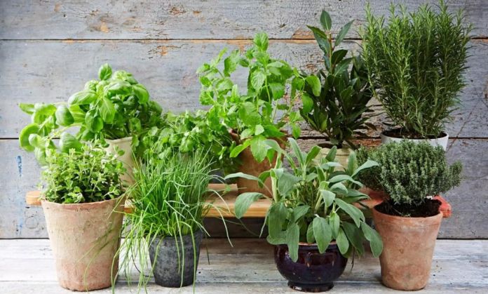 Grow more plants for ozone layer