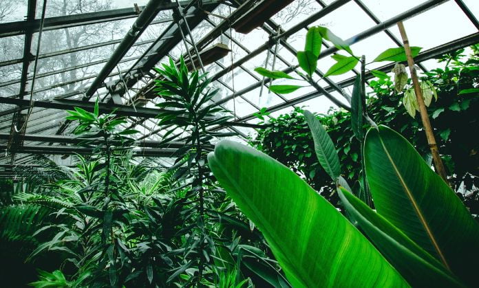 Stop using the greenhouse, plants for ozone layer
