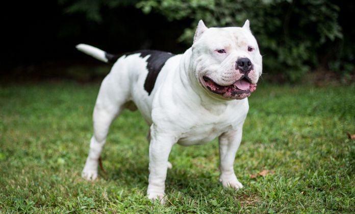 Pitbull Fashionable dogs