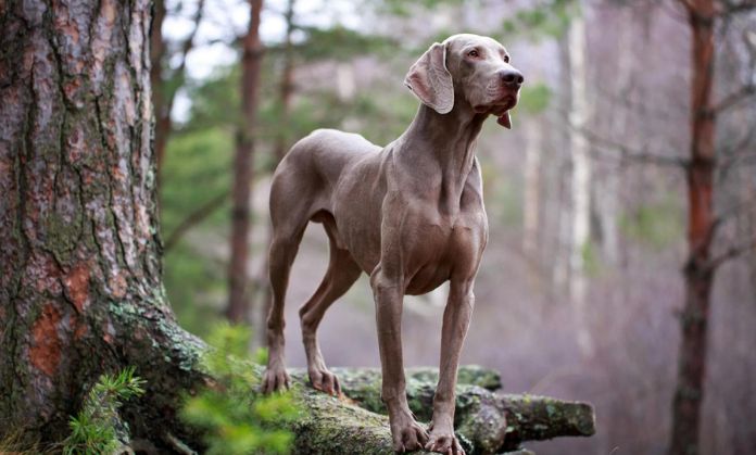 Weimaraner Fashionable dogs