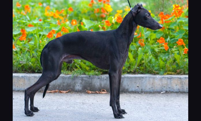 Italian Greyhound Fashionable dogs