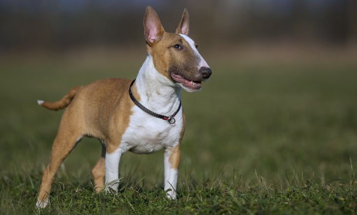 Miniature Bull Terrier Fashionable dogs