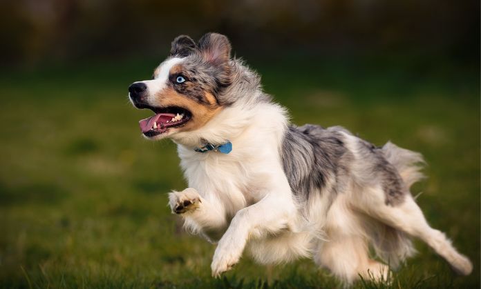 Mini Australian Shepherd Fashionable dogs