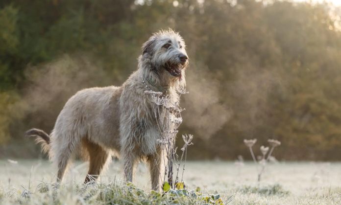 Vizsla Fashionable dogs