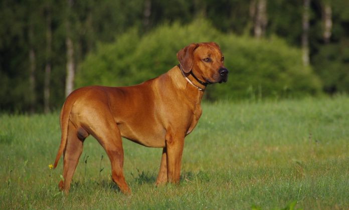 Rhodesian ridgeback Fashionable dogs