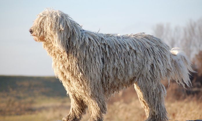 Puli Fashionable dogs