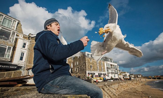 Bird gazing