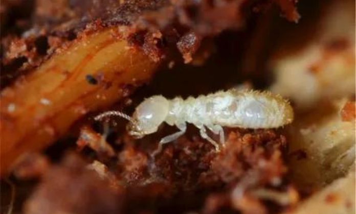 Insects and Pests